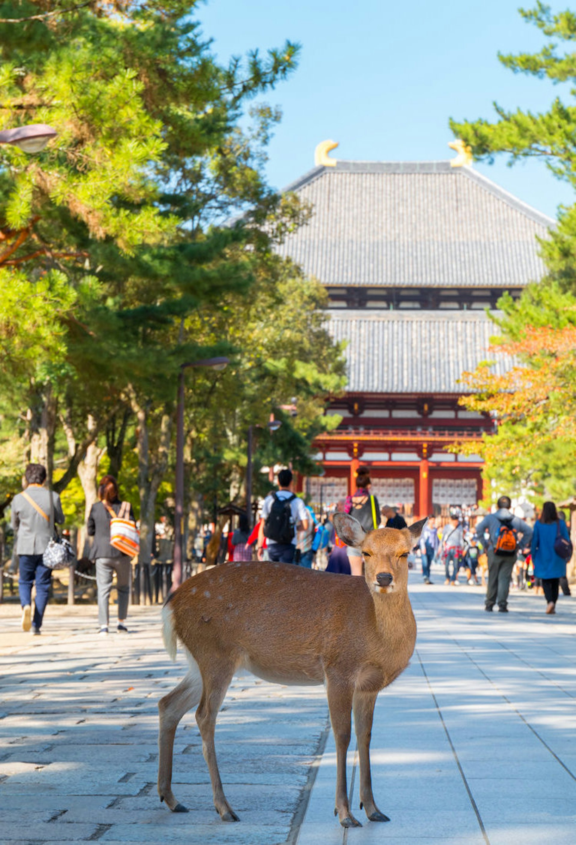 JR Pass Rail Pass 2024｜Complete Guide to Prices and Regions for Tokyo, Tohoku, Kansai, and Kyushu