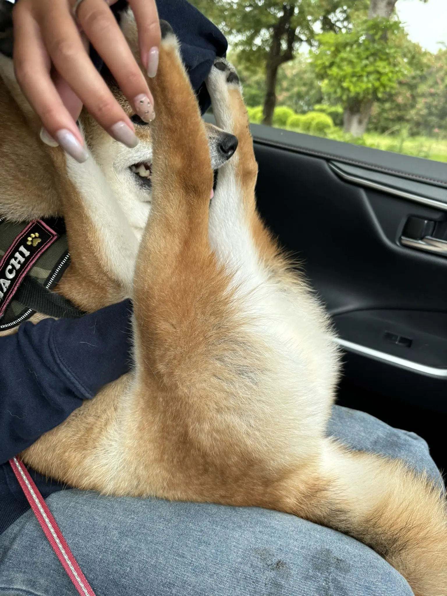 Japanese Shiba Inu's Sexy Post-Surfing Pose Charms 2 Million Netizens with Its Cute Rear End!