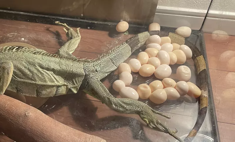 Pet iguanas lay eggs and cook them to eat! Japanese pet owners sigh helplessly: they don't want to waste, but it really doesn't taste good