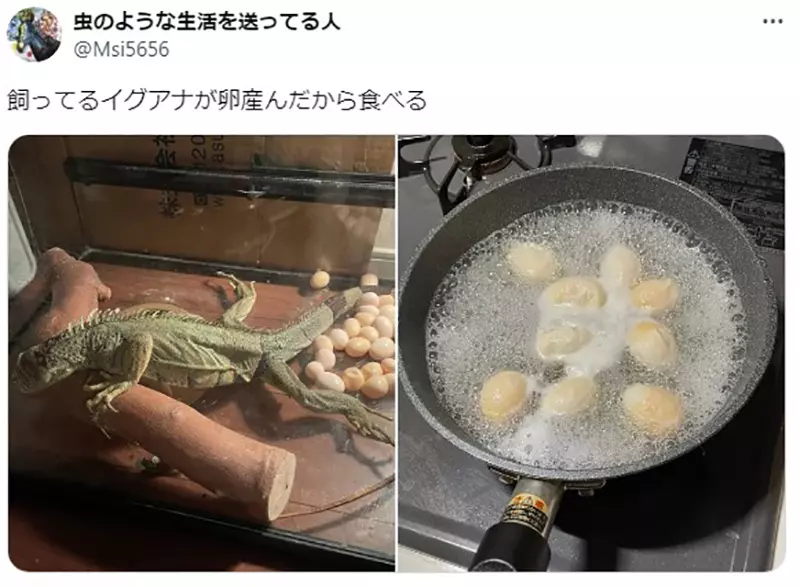 Pet iguanas lay eggs and cook them to eat! Japanese pet owners sigh helplessly: they don't want to waste, but it really doesn't taste good