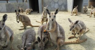 The Japanese Kangaroo Boy Band bursts onto the scene! To compete with the Thai Jumping Pigs, their momentum is in full swing and they are sweeping the internet!