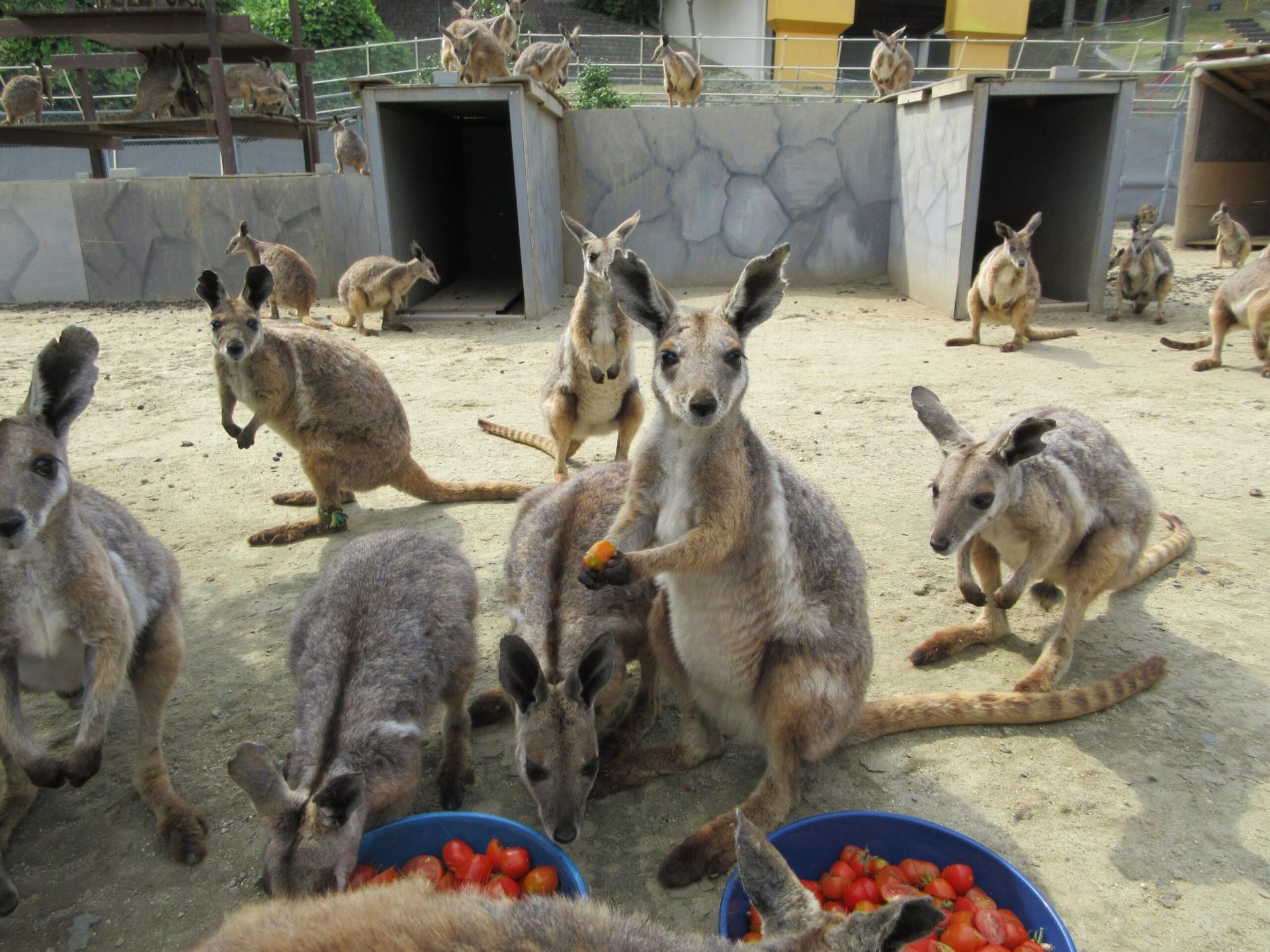 The Japanese Kangaroo Boy Band bursts onto the scene! To compete with the Thai Jumping Pigs, their momentum is in full swing and they are sweeping the internet!