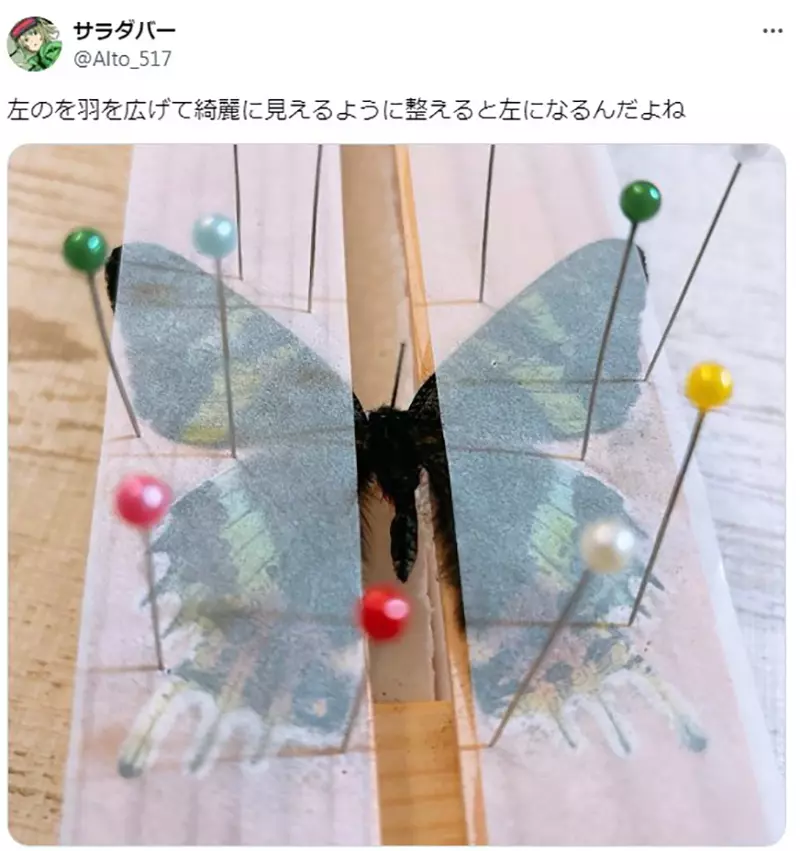 The Hidden Misconception of Butterfly Painting! Are specimen references prone to errors, and have Japanese professional painters also been recruited?