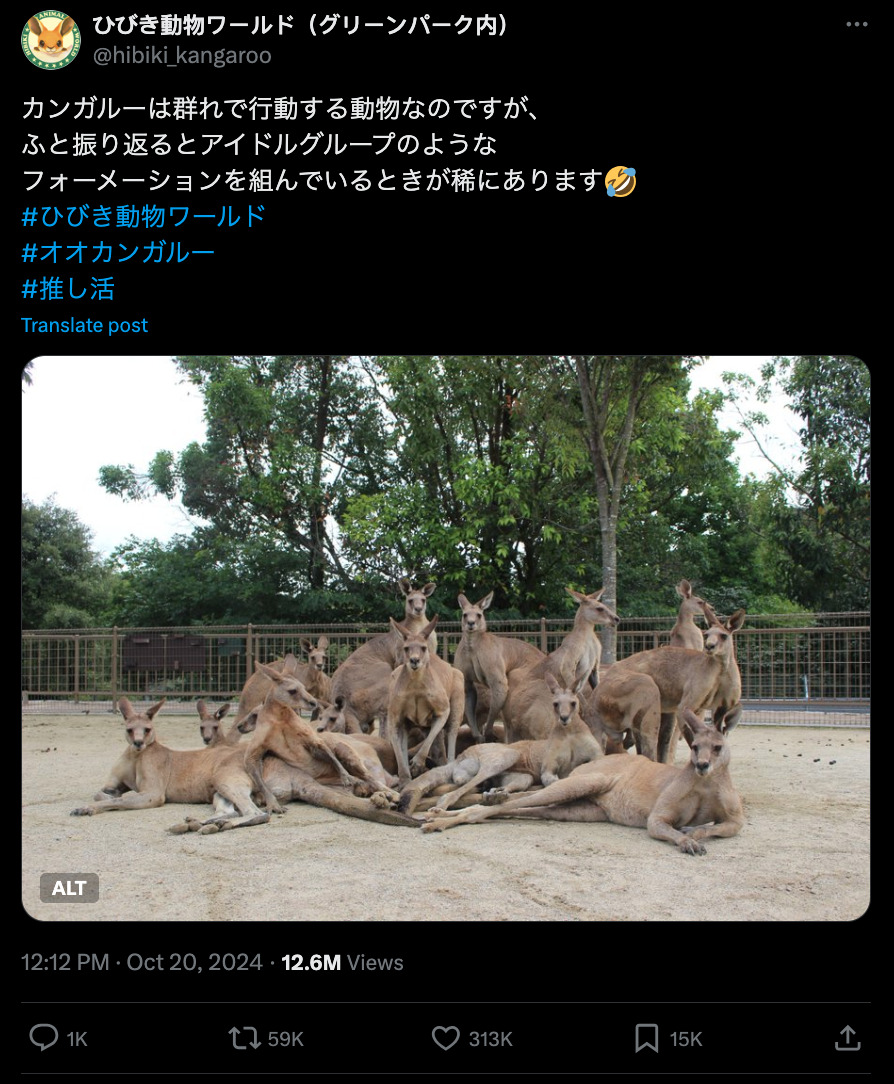 The Japanese Kangaroo Boy Band bursts onto the scene! To compete with the Thai Jumping Pigs, their momentum is in full swing and they are sweeping the internet!