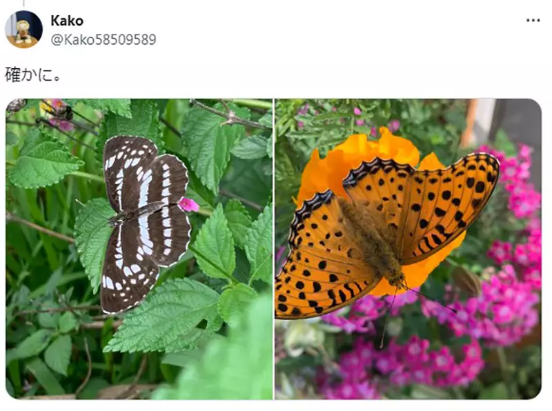 The Hidden Misconception of Butterfly Painting! Are specimen references prone to errors, and have Japanese professional painters also been recruited?