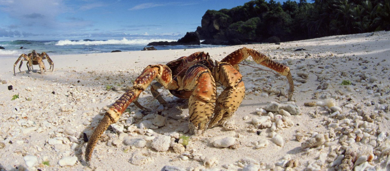 The mystery of the disappearance of American legendary female pilot Amelia Earhart! Is it actually related to a rare crab behind the scenes?