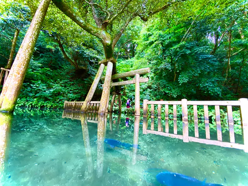 Was the “water torii gate” at Katori Shrine in Japan overly edited? Japanese netizens: Is the original scene not beautiful enough?