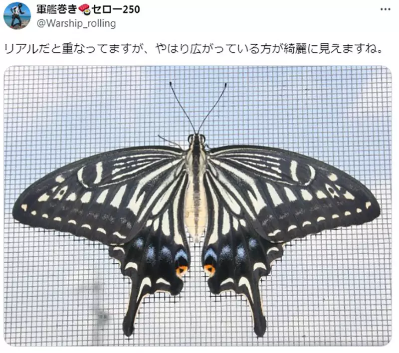 The Hidden Misconception of Butterfly Painting! Are specimen references prone to errors, and have Japanese professional painters also been recruited?