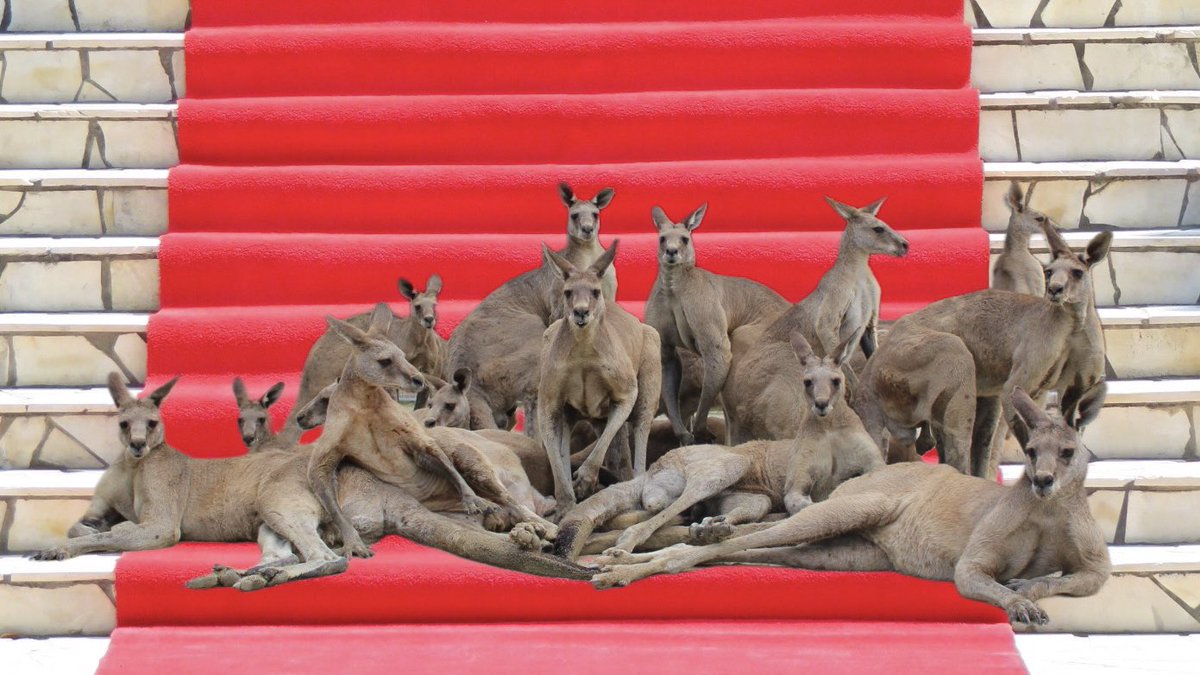 The kangaroo in the Japanese zoo poses as an idol group and goes viral on the internet! Attracting millions of netizens to watch: Is this going to debut?