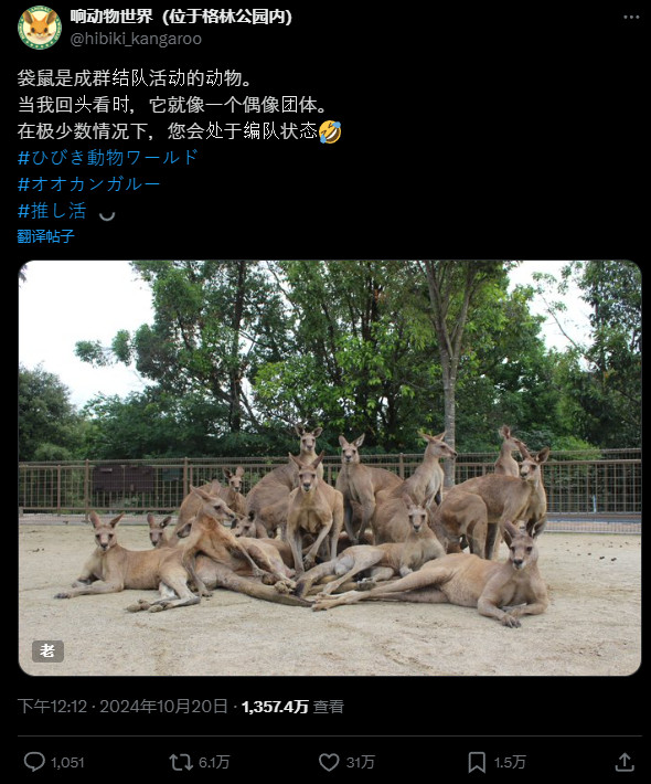 The kangaroo in the Japanese zoo poses as an idol group and goes viral on the internet! Attracting millions of netizens to watch: Is this going to debut?