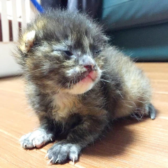 A miraculous encounter! The kitten rescued due to her niece's decision has grown into a 'fat cat' after 4 and a half years!