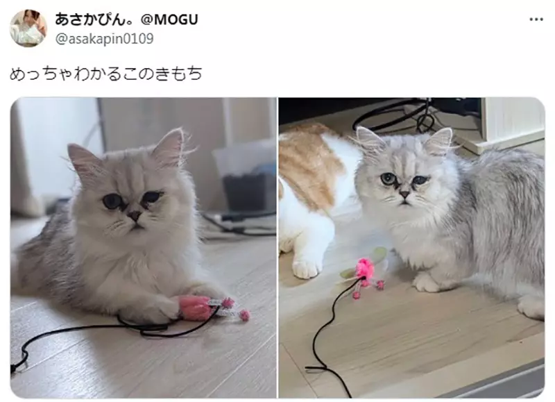 Sending a sample pet but the nanny gets NTR! Japanese netizens experienced a pet hotel for the first time, only to be shocked to see their shy cat acting coquettishly with a nanny!