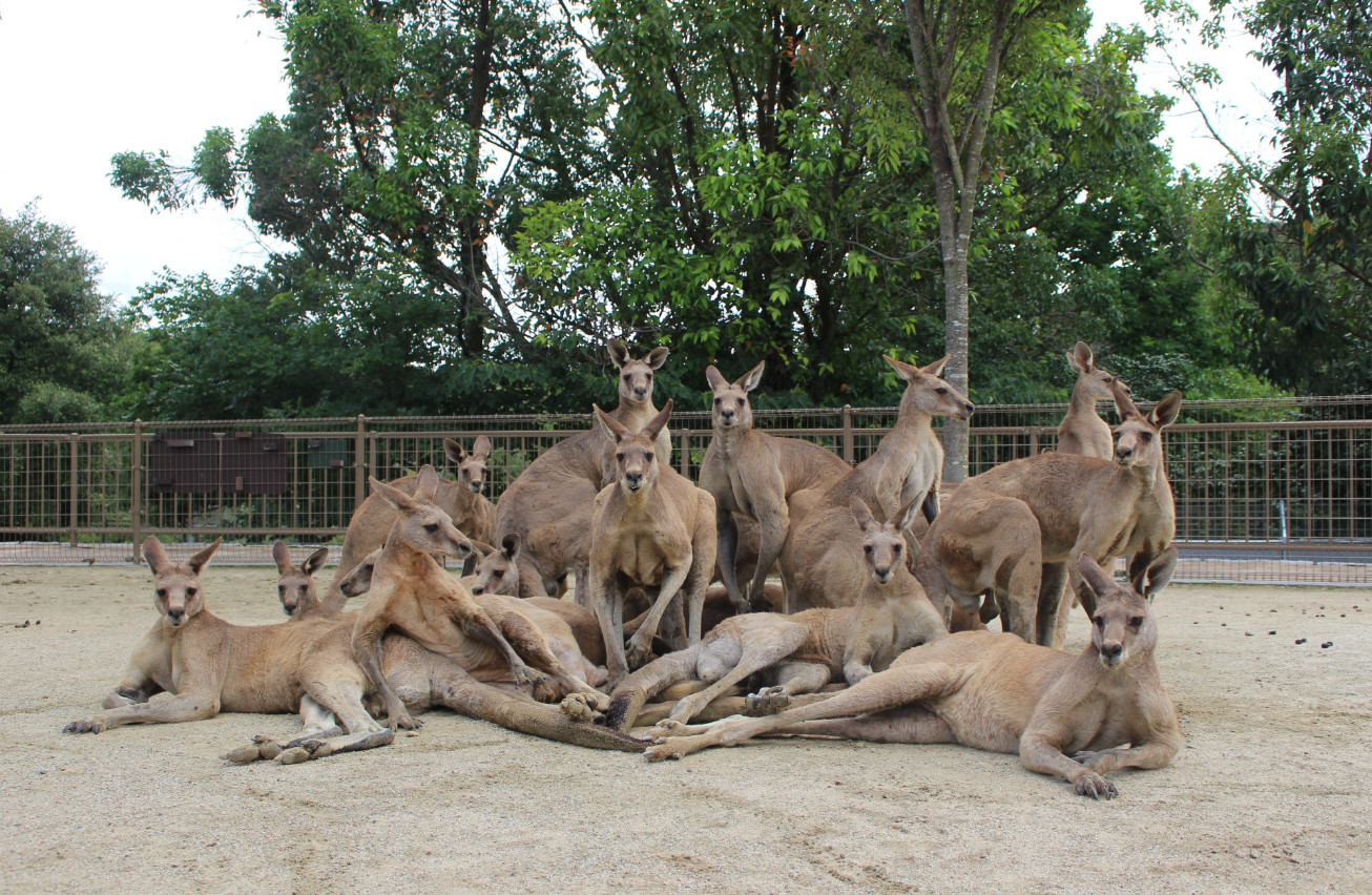 The kangaroo in the Japanese zoo poses as an idol group and goes viral on the internet! Attracting millions of netizens to watch: Is this going to debut?