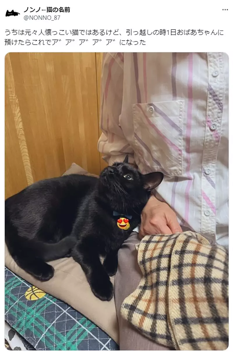 Sending a sample pet but the nanny gets NTR! Japanese netizens experienced a pet hotel for the first time, only to be shocked to see their shy cat acting coquettishly with a nanny!