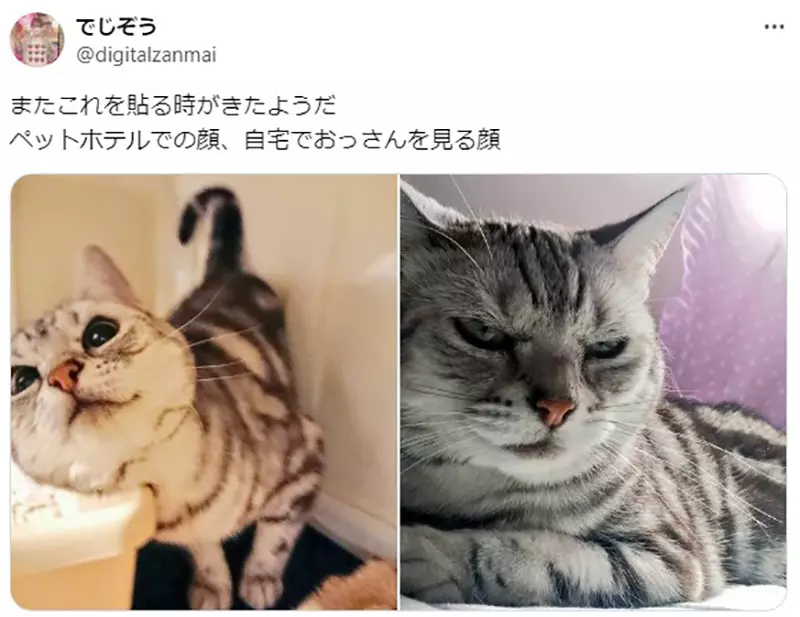 Sending a sample pet but the nanny gets NTR! Japanese netizens experienced a pet hotel for the first time, only to be shocked to see their shy cat acting coquettishly with a nanny!