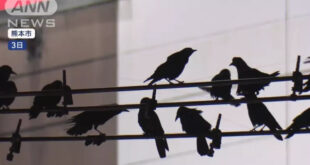 Japanese people are complaining about the crows flying from China to Japan for the winter! The number is so large that there is bird droppings all over the ground, and both pedestrians and shop owners are suffering!